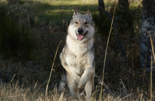 Wolf nuestro campeón joven en España